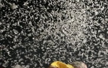 Slava's Snowshow