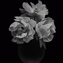 Pierre-Joseph Redouté, Thilo Westermann : Roses et Pivoines