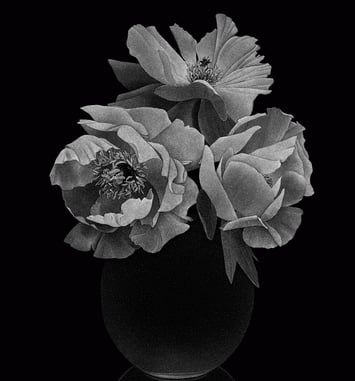 Pierre-Joseph Redouté, Thilo Westermann : Roses et Pivoines