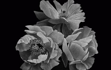 Pierre-Joseph Redouté, Thilo Westermann : Roses et Pivoines
