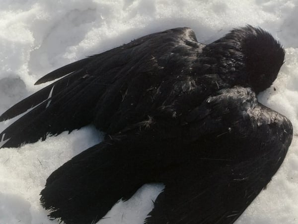 La Fête