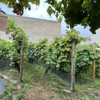 Visite de la Vigne et de la Grange de Clamart