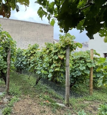 Visite de la Vigne et de la Grange de Clamart