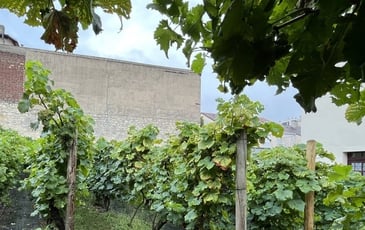 Visite de la Vigne et de la Grange de Clamart