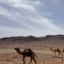 Récit de voyage : du Sahara à la France avec l'énergie solaire
