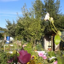 Visite libre des Jardins familiaux de la pointe de l'île