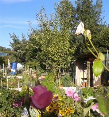 Visite libre des Jardins familiaux de la pointe de l'île