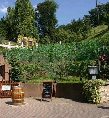 Visites guidées du Chemin des vignes