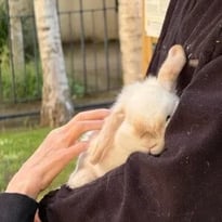 Ferme pédagogique en présence de l'équipe des bergeries d'Issy (jardin de l'hôpital)